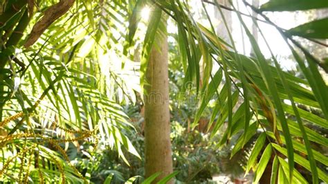 Tropical Sunny Jungle Forest Exotic Amazon Rainforest Frond Leaves Of