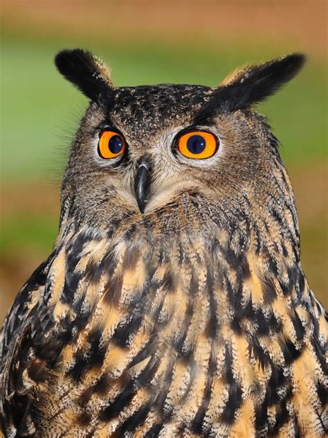 Uhu - Waldnaturschutz-Informationssystem