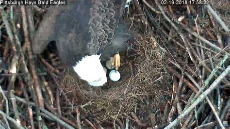 Three eggs now in Hays bald eagle nest; live cam running 24/7