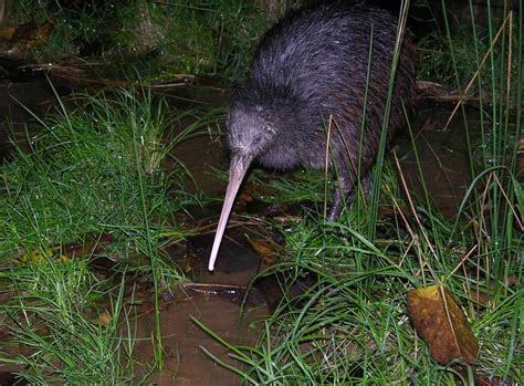 Brown Kiwi : Birding NZ