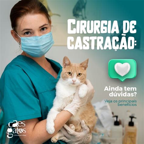 Cirurgia de castração Ainda tem dúvidas Veja os principais benefícios