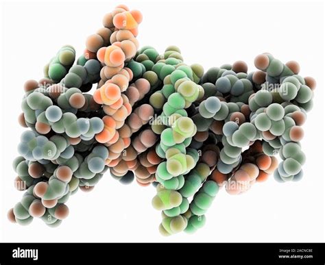 Zinc finger bound to DNA. Molecular model showing a zinc finger ...