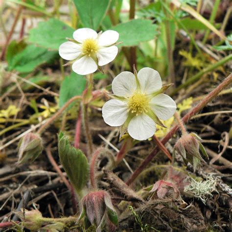 Fragaria Virginiana