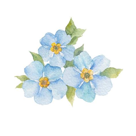 Watercolor Illustration Of Forget Me Not Flowers Design Element In 2020 Watercolor