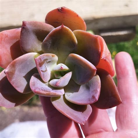 Echeveria Pig Nose