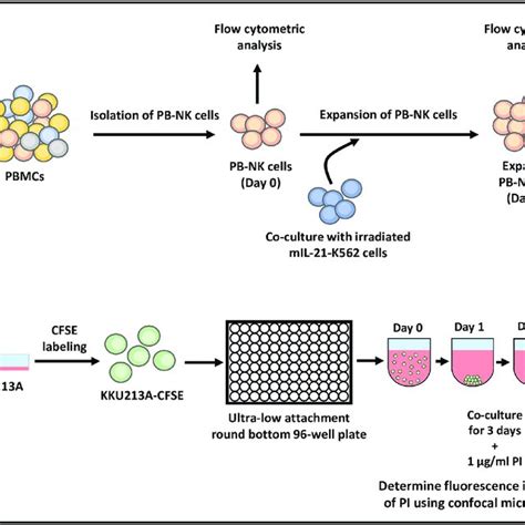 Schematic Diagram Of Cytotoxicity Assay Using Pb Nk Cells Toward The 3d