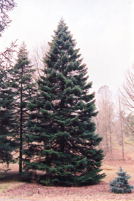 Nordmann Fir (Abies nordmanniana) in Issaquah Seattle Bellevue Redmond ...