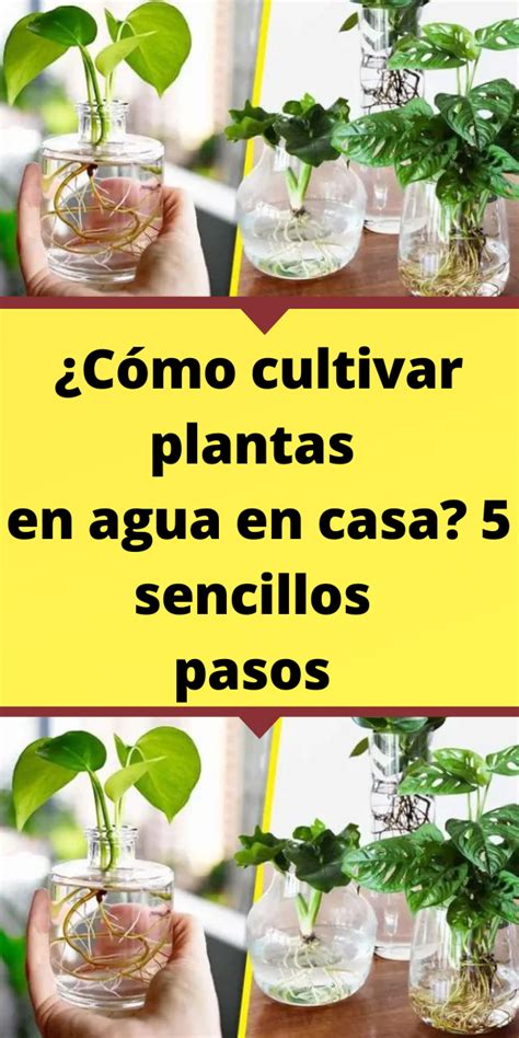 C Mo Cultivar Plantas En Agua En Casa Sencillos Pasos Beautiful