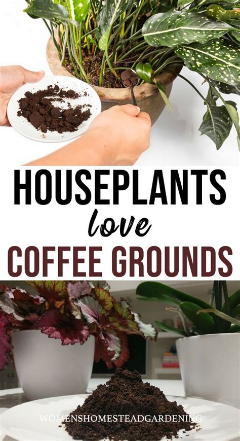 Use Coffee Grounds For Plants Back Gardener