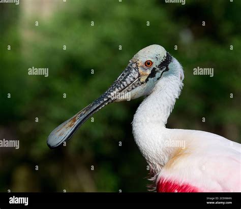 Roseate Spoonbill Bird Head Close Up View Profile Head Bill Eye Neck