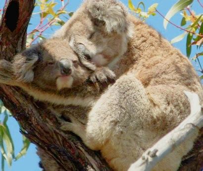 Amazing Facts About Koala Joeys - Boomerang Escapes