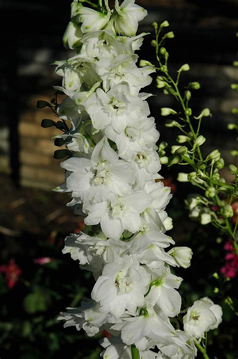 Pacific Giant Galahad Larkspur Delphinium Galahad In Long Island Westbury Nassau County