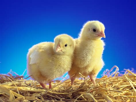 Wallpaper Anak Ayam Sepasang Peduli 1920x1440 Goodfon 1046407