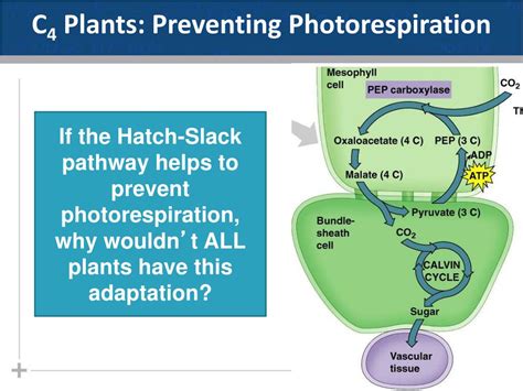 PPT - Photosynthesis Part II: The Calvin Cycle, Environmental ...