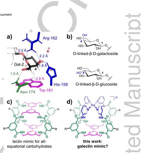 A Galactoside Binding Domain Of Human Galactin 3 1A3K Bound To The