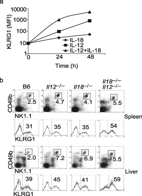 Nk Cell Maturation And Peripheral Homeostasis Is Associated With Klrg1