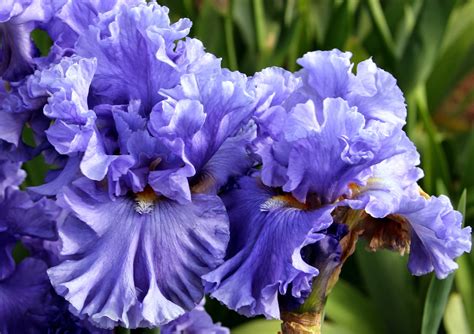 World of Irises: "Talking Irises" THE BLUE IRIS GARDEN -- Planting A ...