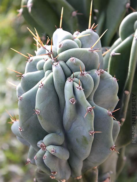 Xl Monstrose Apple Cactus Cereus Peruvianus Kens Nursery