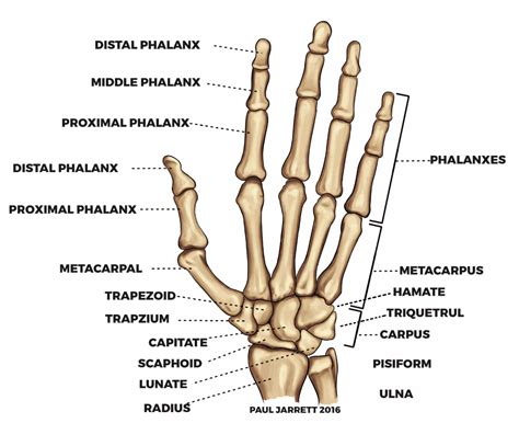 Bones Of The Hand Diagram