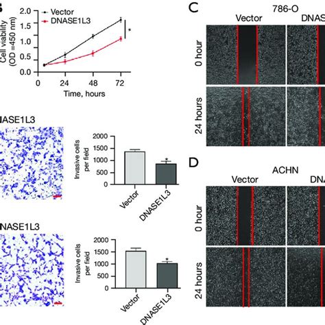 DNASE1L3 Inhibits The Proliferation And Invasion Of CcRCC In Vitro