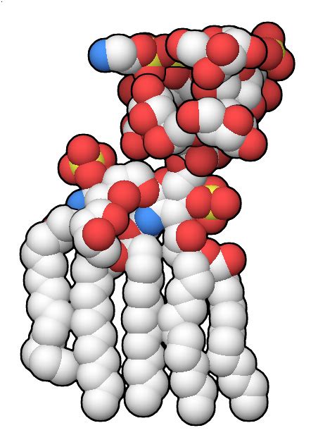 Pdb 101 Learn Structural Biology Highlights Making Lipopolysaccharide