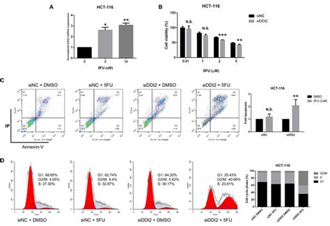 Ddi Mediates Resistance To Fu In Crc Cells A The Mrna Level Of Ddi