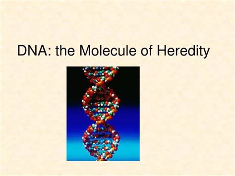 PPT DNA The Molecule Of Heredity PowerPoint Presentation Free