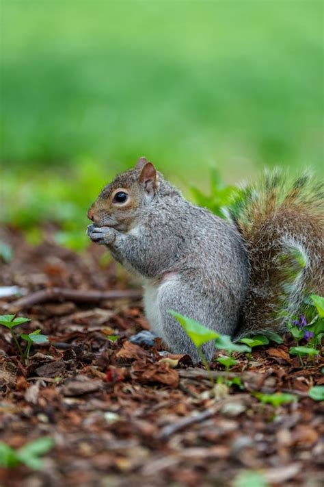 Close-up of a Squirrel Eating a Nut · Free Stock Photo