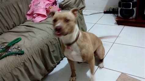 Pit Bull Ataca O Dono Ao Passear Youtube