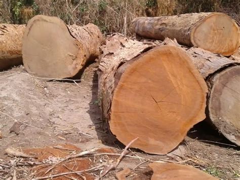 Teak Wood Logs And Tropical Timber Logs Buy Hardwood Timber Wood Logs