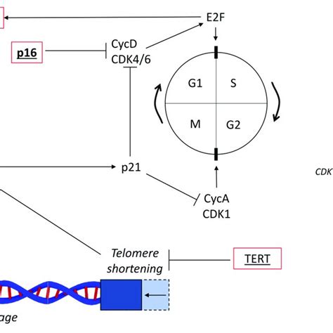 Representation Of The Tumor Mutational Landscape By Ctdna Analysis