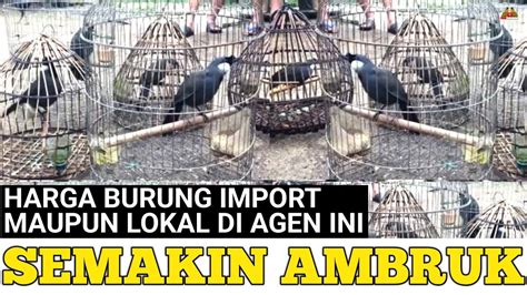 Makin Ambruk Harga Burung Import Maupun Lokal Di Agen Ini Youtube