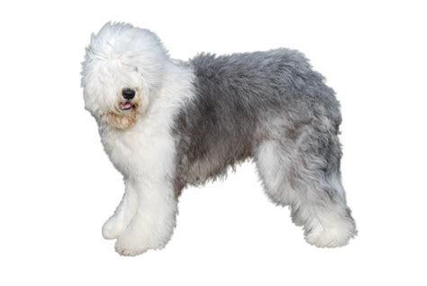 Old English Sheepdog Dog Breed Info, Size, Price, Height | Petlur