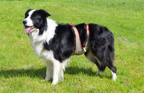 Border Collie Info Temperament Puppies Pictures