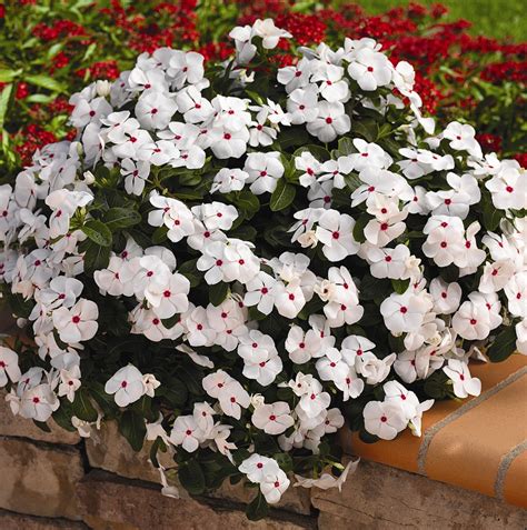 Vinca Cora® Cascade Xdr F1 Series Norseco