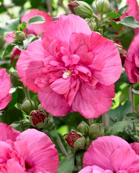 Hibiscus Syriacus Magenta Chiffon® Tuincentrum Pelckmans