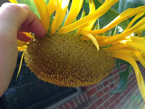 Biological Thinking Why Do Sunflowers Follow The Sun