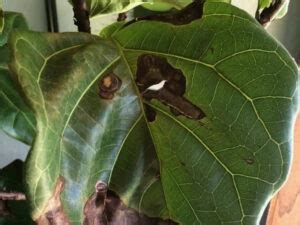 Solving Fiddle Leaf Fig Brown Spots Expert Tips