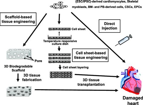 Cell Based Regenerative Therapy For Cardiovascular Disease