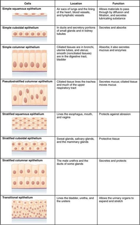 Stratified Columnar Epithelium Diagram Body Tissues Tissues Groups Of