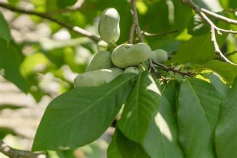 A Beginner's Guide to Native Pawpaw Trees | The Plant Native