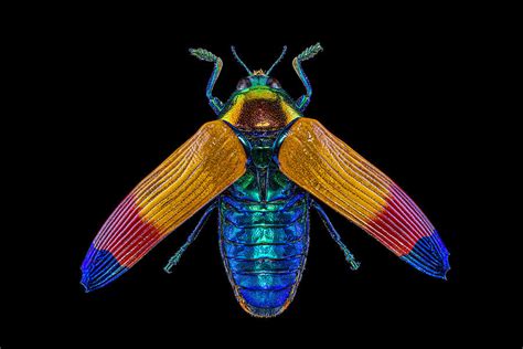 Jewel Beetle Photograph By Gary Shepard Pixels