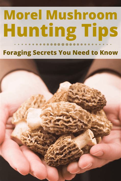 Morel Mushroom Hunting And Foraging Tips And Secrets