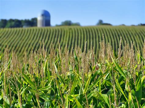 The Problems of Industrial Agriculture, Now and for the Future