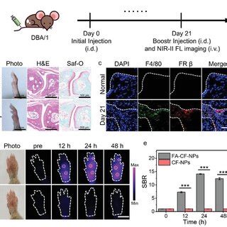 In Vivo Nirii Fl Imaging Of Facfnps In Early Cia Mouse Model A