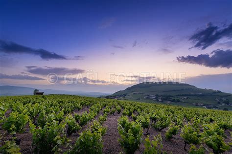 Photos Le Mont Brouilly Et Ses Vignes Au Lever Du Jour Beaujolais