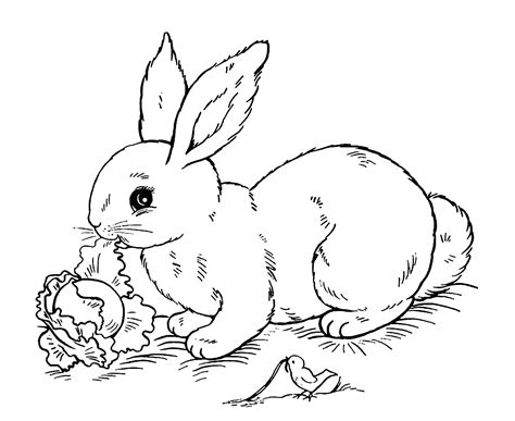 Image Of Rabbit To Print And Color Rabbit And Bunny Coloring Pages For Kids