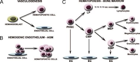 Interactions between hematopoietic and endothelial lineages. (A) The ...