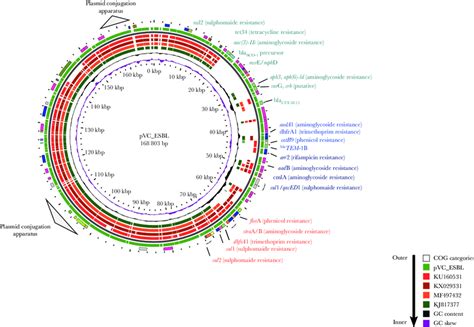 The Plasmid Vibrio Cholerae Pvc Extended Spectrum Lactam Esbl