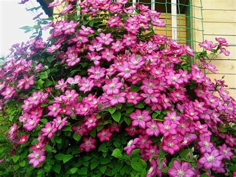 Купить Клематис Вилль де ЛионClematis ville de lion - в питомнике Флорини